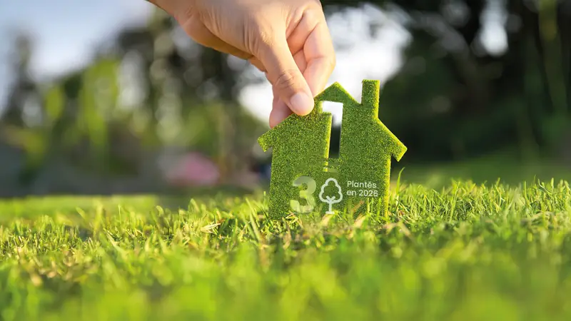 Arbres plantés par BCMI