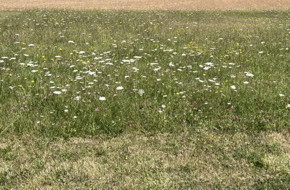 Terrain à bâtir de 815 m2 au prix de 9780 € à COURCOME (16)