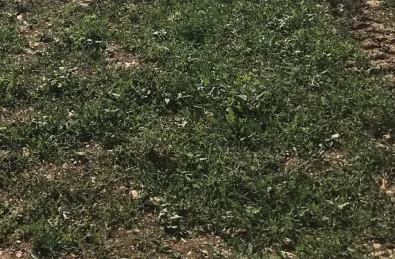 Terrain à bâtir de 658 m2 au prix de 26500 € à FONTAINES (85)